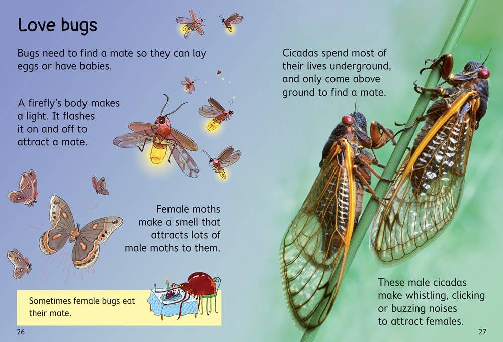 Bugs : Usborne Beginners