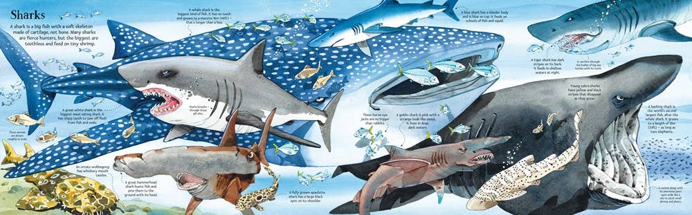 Big Book of Big Sea Creatures : Usborne