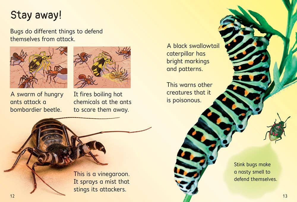 Bugs : Usborne Beginners