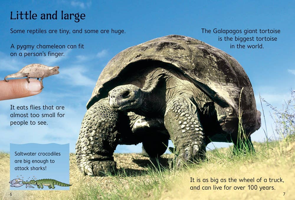 Reptiles : Usborne Beginners