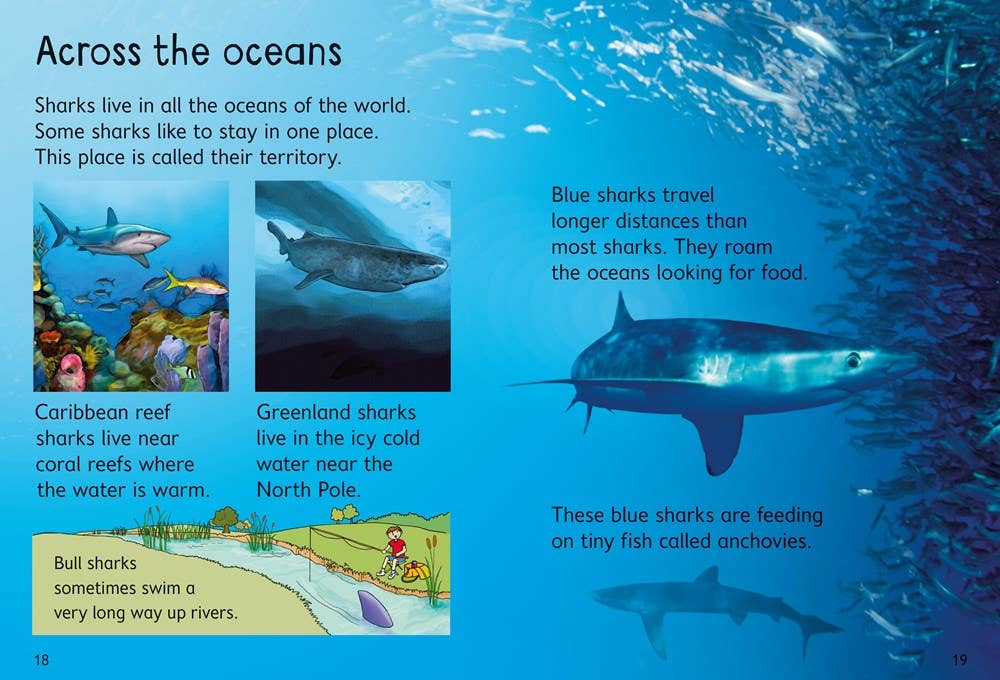Sharks : Usborne Beginners