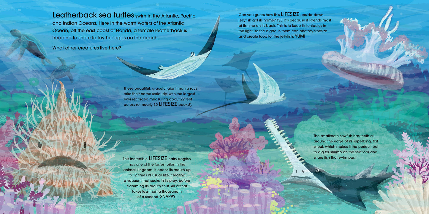 Lifesize Ocean Animals