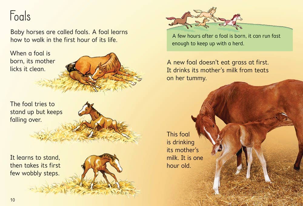 Horses And Ponies : Usborne