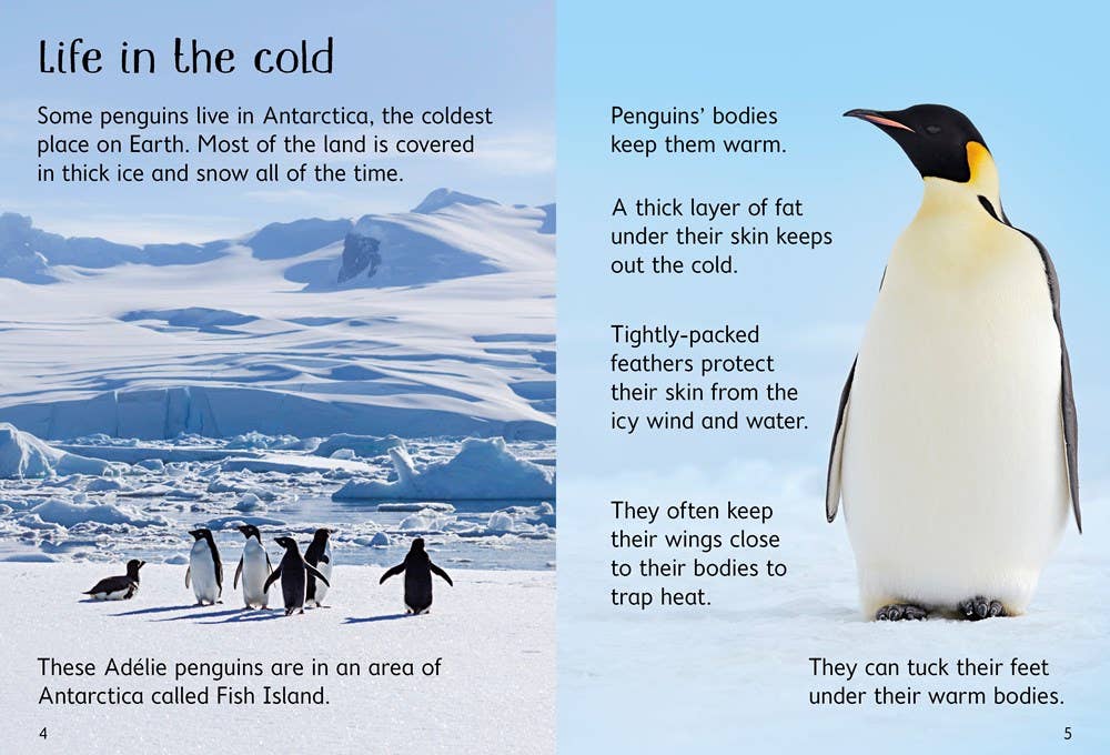 Penguins : Usborne