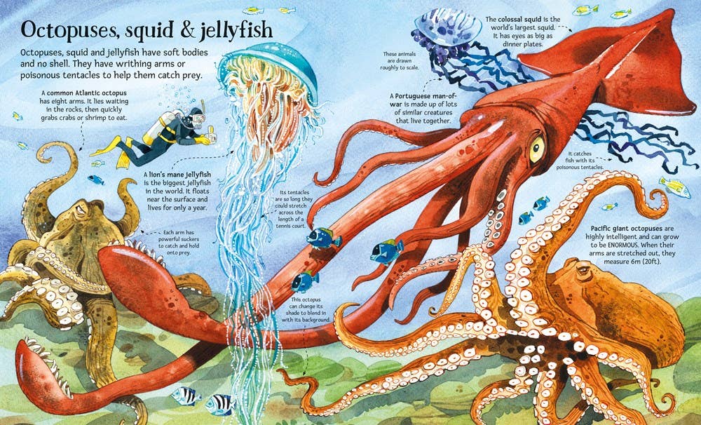 Big Book of Big Sea Creatures : Usborne