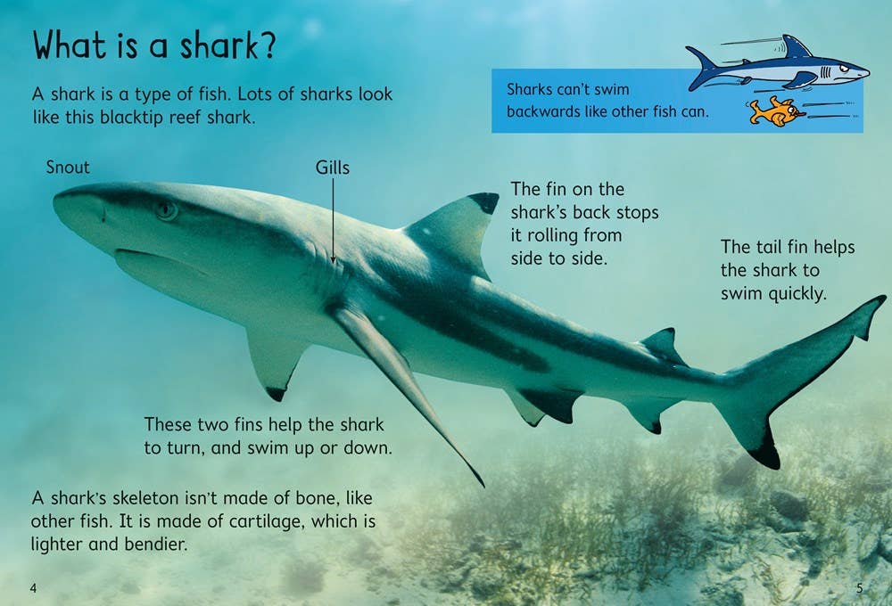 Sharks : Usborne Beginners