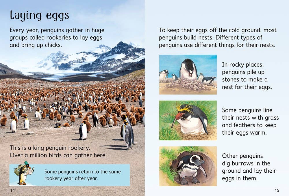 Penguins : Usborne