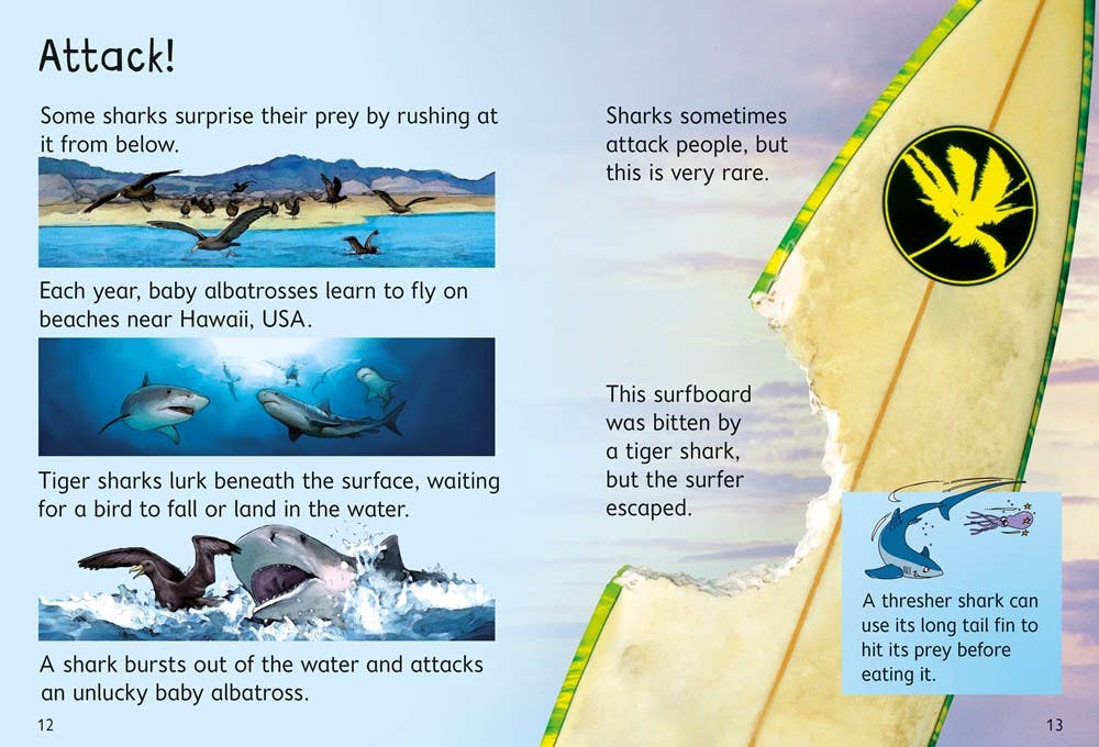 Sharks : Usborne Beginners